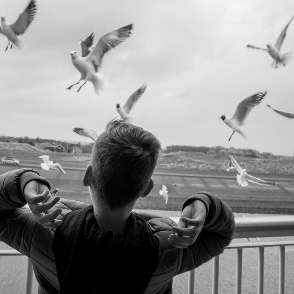 Boy feeding seagulls and black-headed gulls on board of the soon to depart ferry to Den Helder.