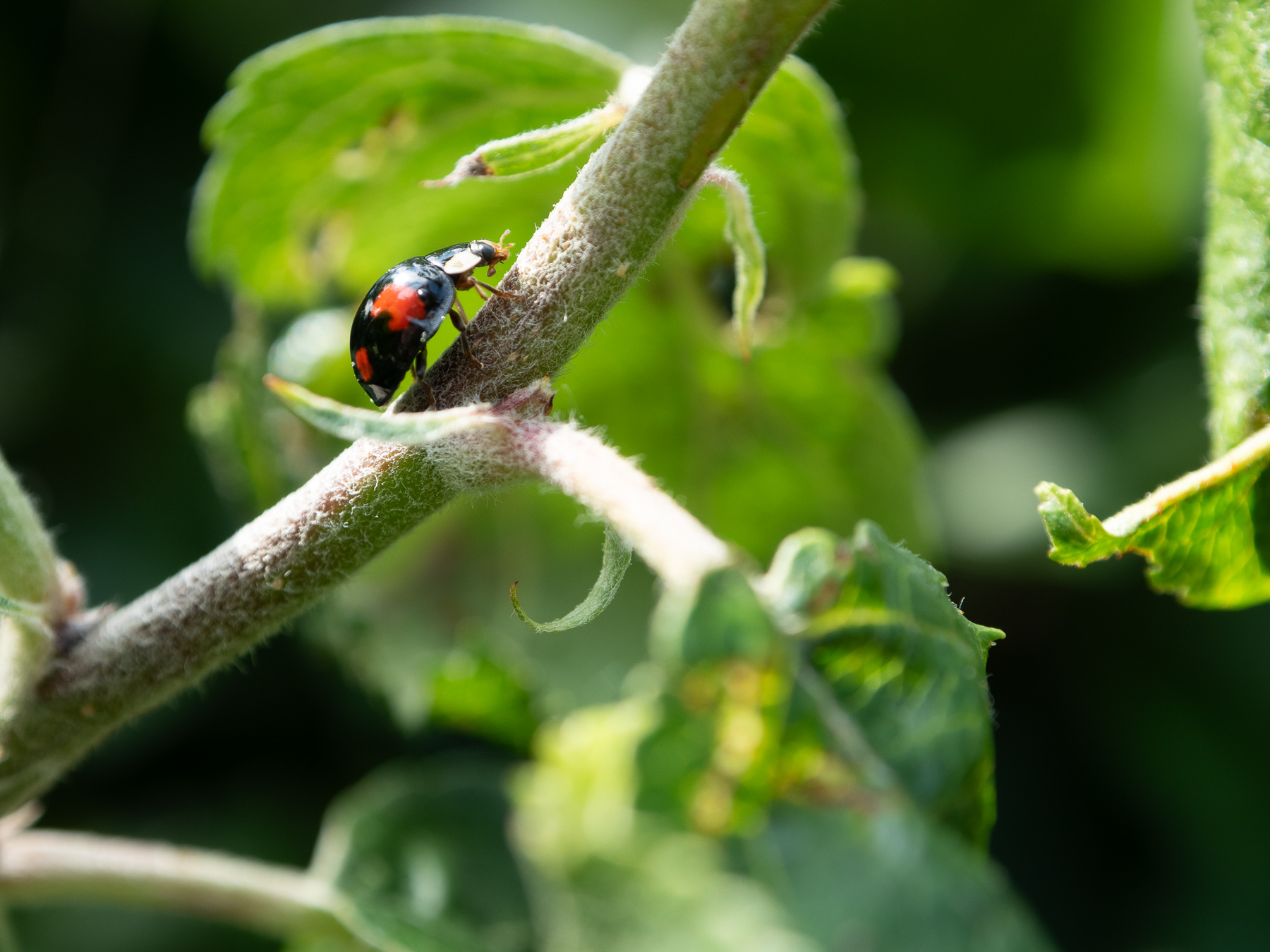 Ladybug