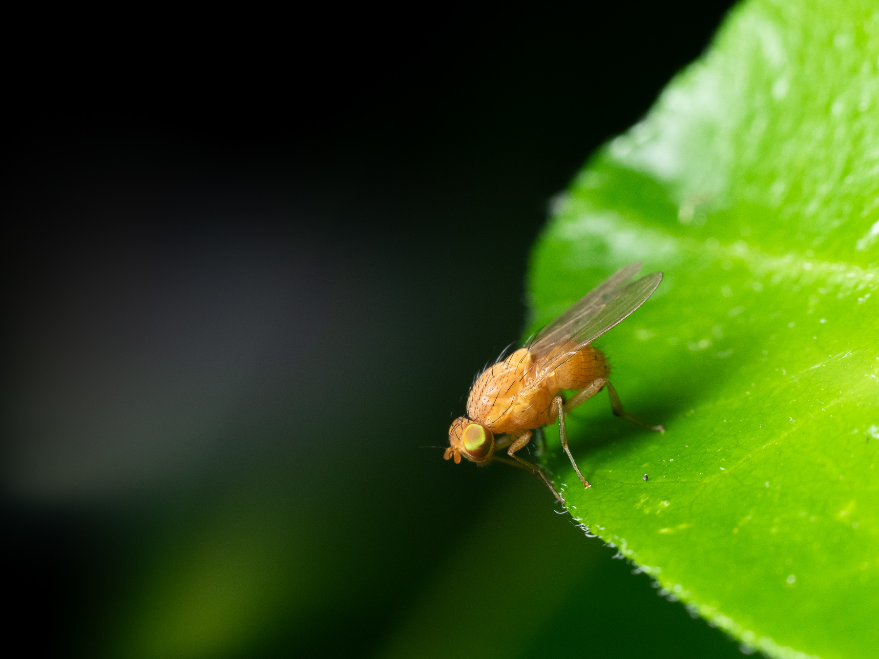 Undetermined Lauxaniidae