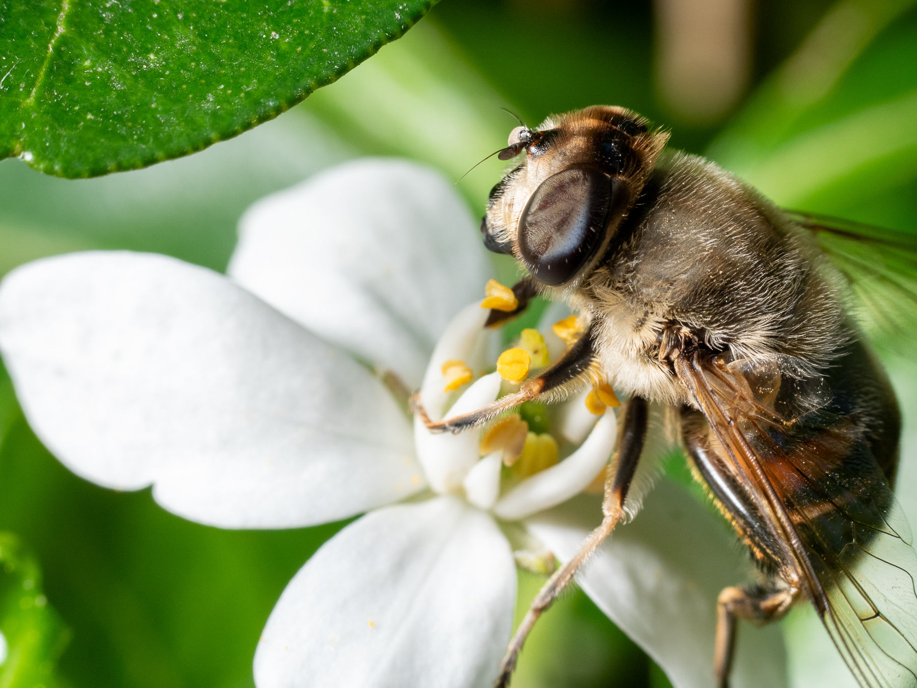 Common Drone Fly