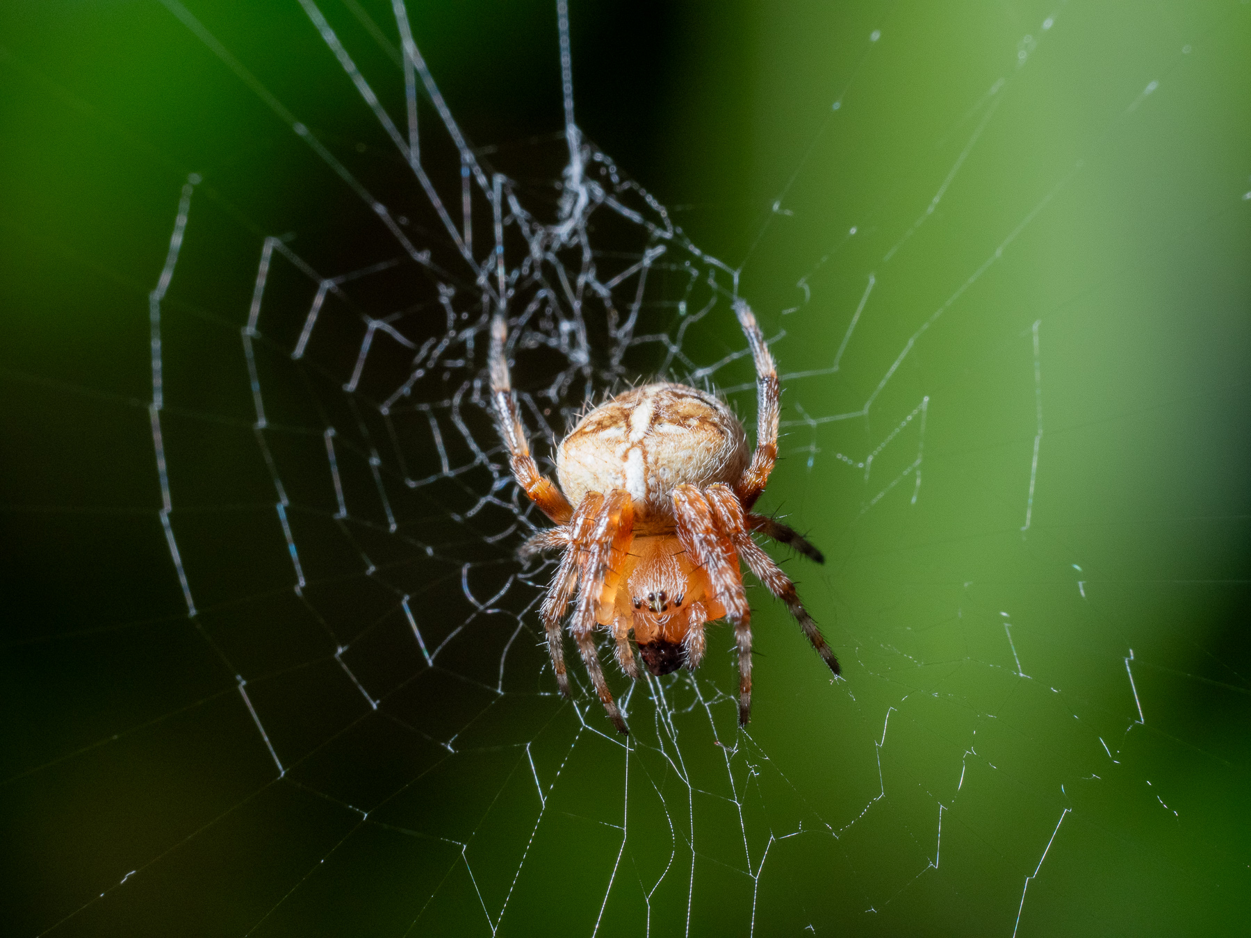 European Garden Spider