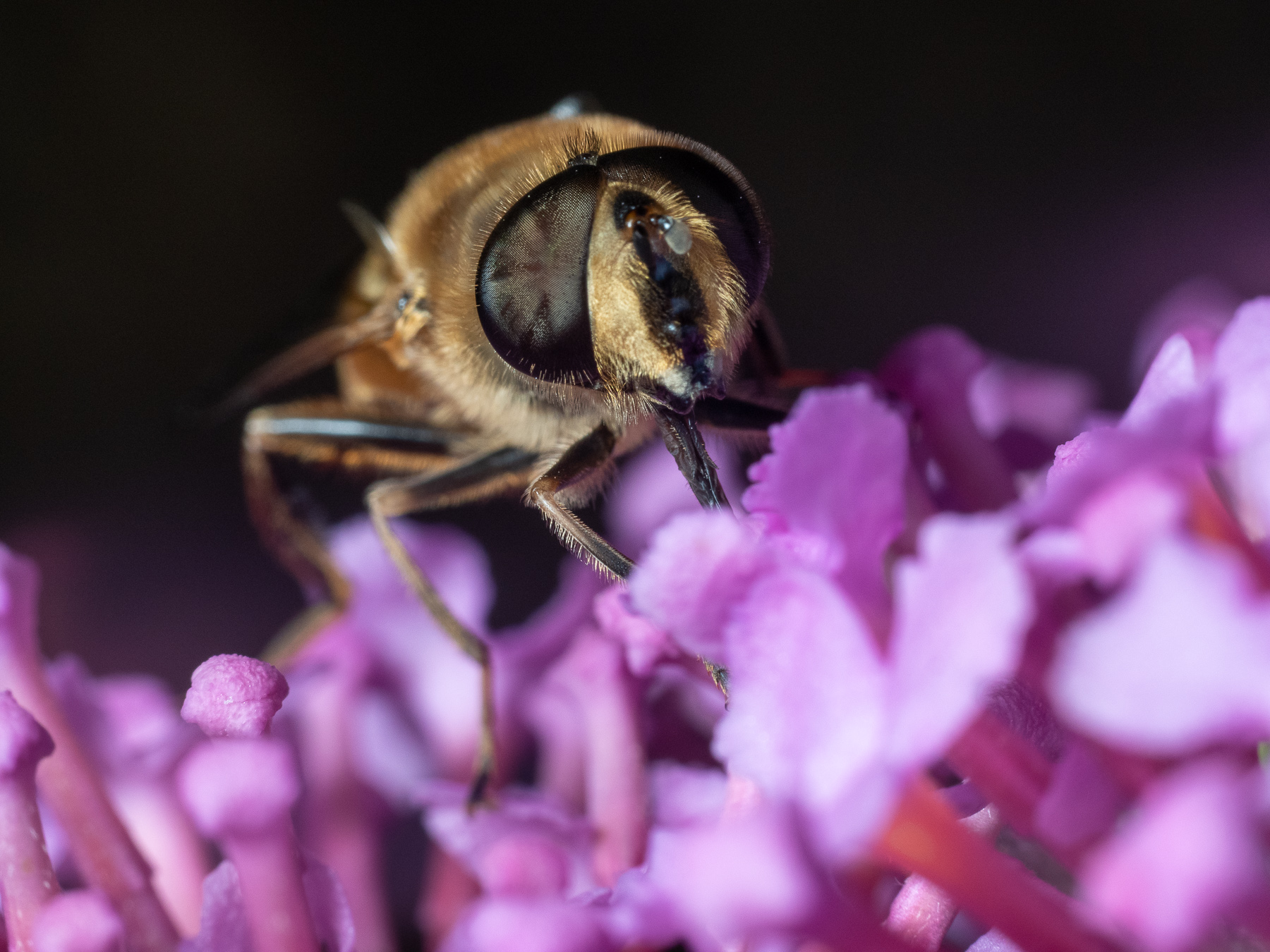 Common Drone Fly