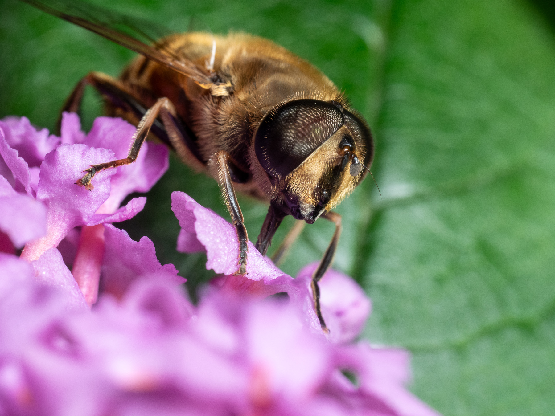 Common Drone Fly