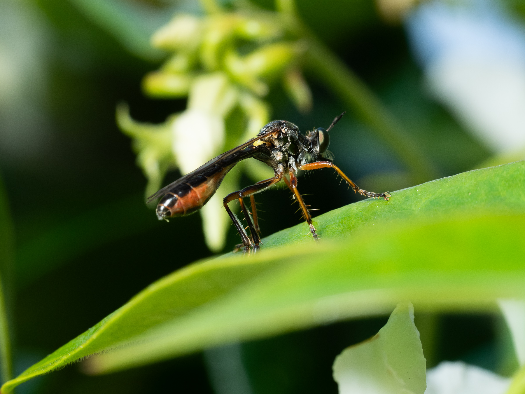 European Longhorn Robber