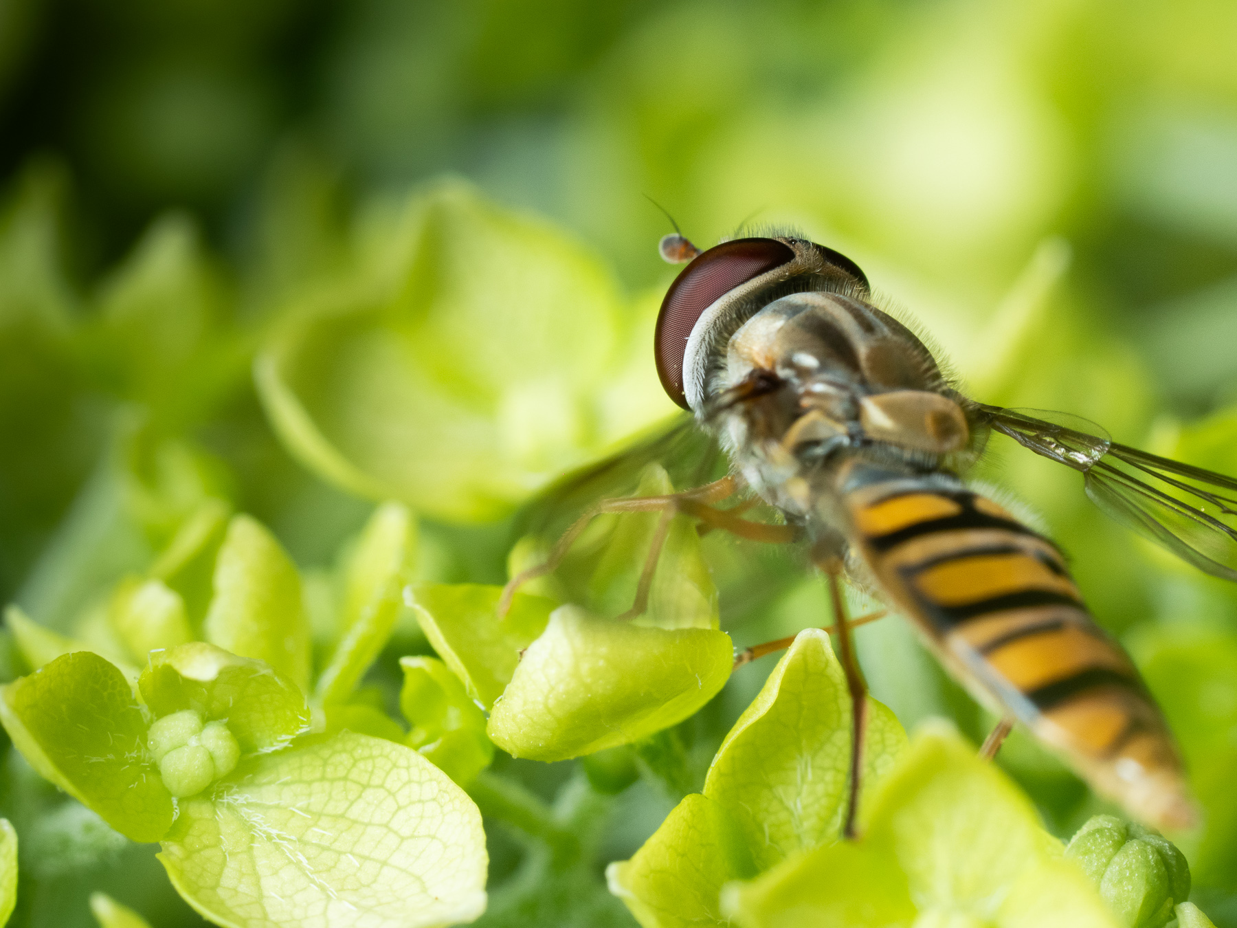 Marmalade Hoverfly