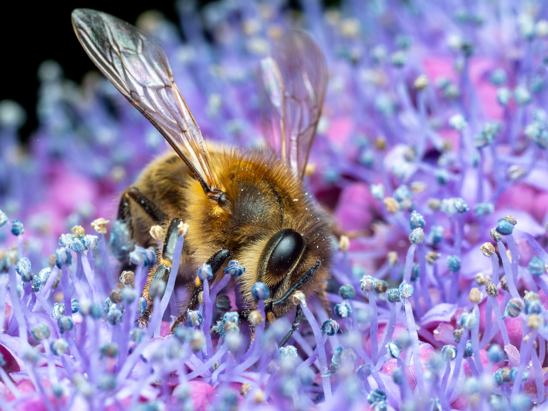 European Honey Bee