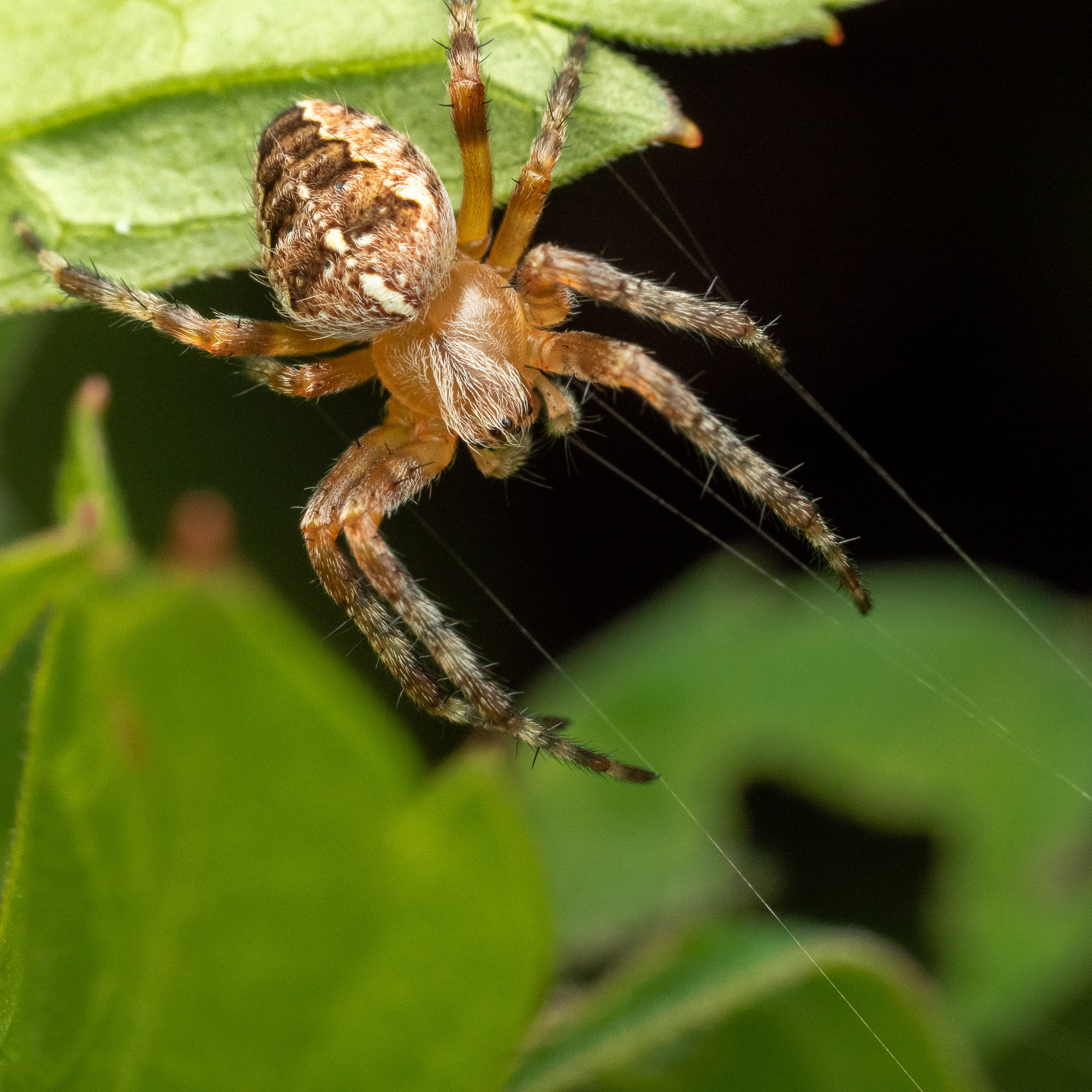 European Garden Spider