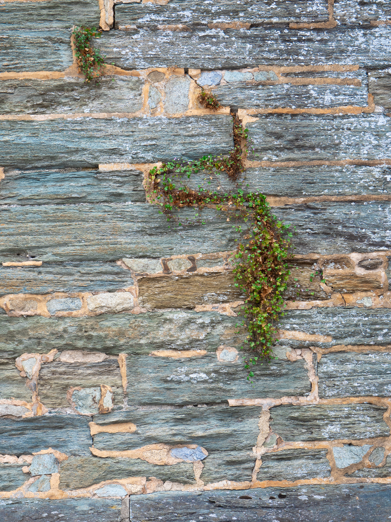 Ivy-Leaved Toadflax