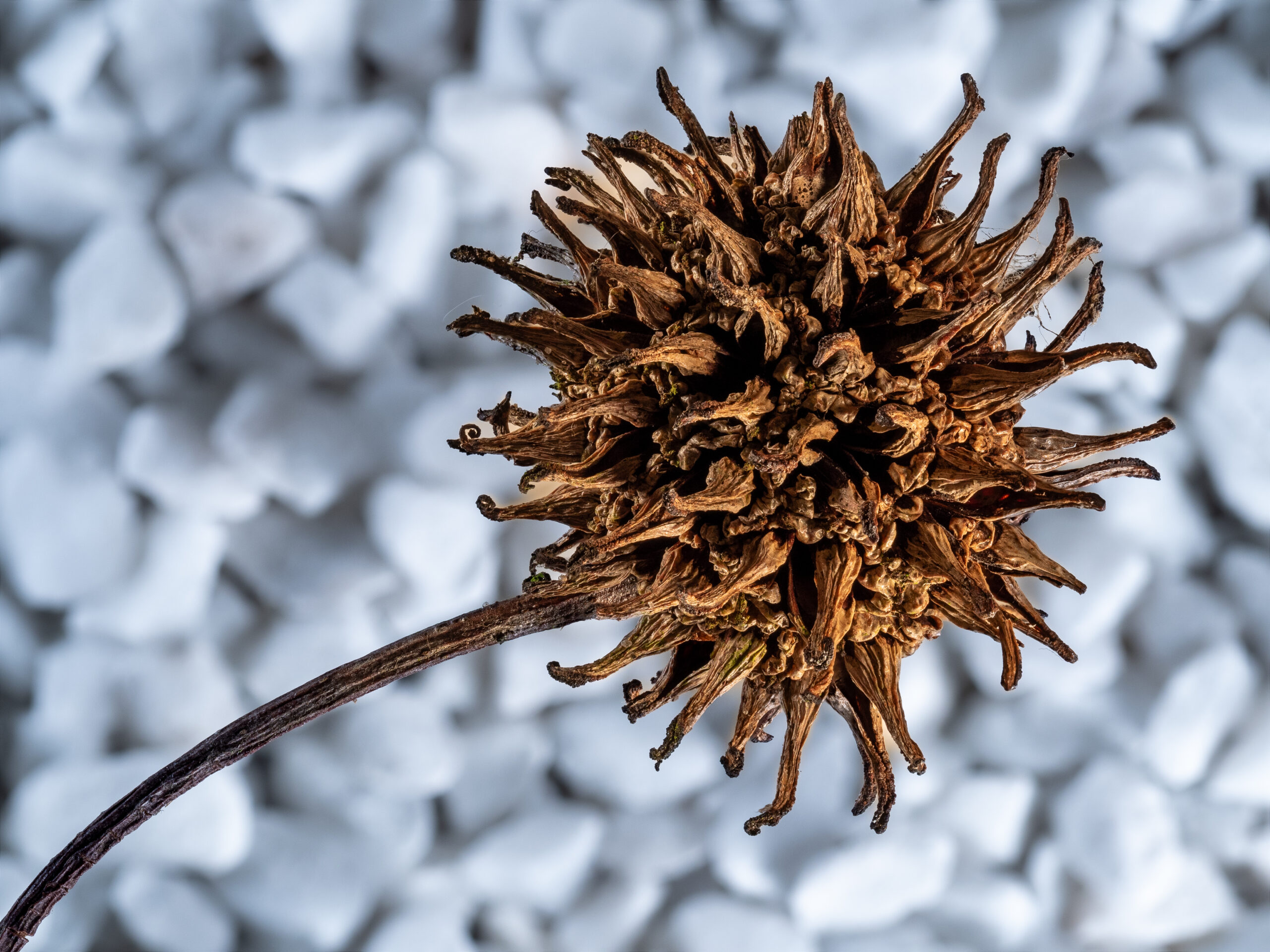 Dried Sweet Gum Ball